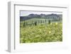 Cypress Alley and Meadow with Flowers-Markus Lange-Framed Photographic Print