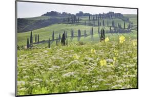 Cypress Alley and Meadow with Flowers-Markus Lange-Mounted Photographic Print