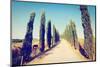 Cypress Alley-gkuna-Mounted Photographic Print