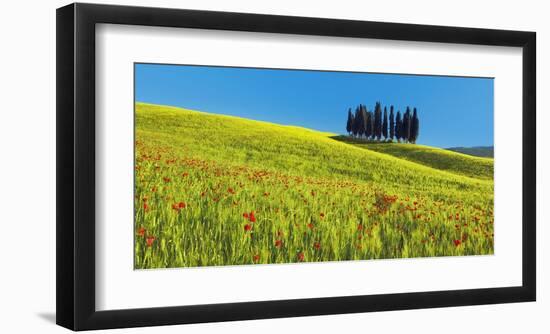 Cypress and corn field, Tuscany, Italy-Frank Krahmer-Framed Art Print