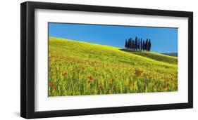 Cypress and corn field, Tuscany, Italy-Frank Krahmer-Framed Art Print