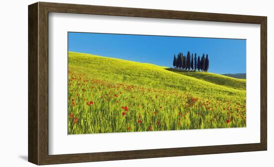 Cypress and corn field, Tuscany, Italy-Frank Krahmer-Framed Art Print