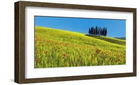 Cypress and corn field, Tuscany, Italy-Frank Krahmer-Framed Art Print