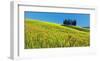 Cypress and corn field, Tuscany, Italy-Frank Krahmer-Framed Art Print