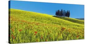 Cypress and corn field, Tuscany, Italy-Frank Krahmer-Stretched Canvas
