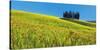 Cypress and corn field, Tuscany, Italy-Frank Krahmer-Stretched Canvas