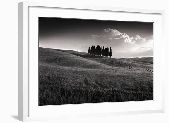 Cypress Cluster-Michael Hudson-Framed Art Print
