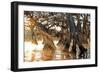 Cypress Creek II-Bruce Nawrocke-Framed Premium Giclee Print