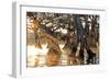 Cypress Creek II-Bruce Nawrocke-Framed Premium Giclee Print