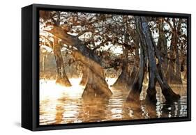 Cypress Creek II-Bruce Nawrocke-Framed Stretched Canvas