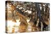 Cypress Creek II-Bruce Nawrocke-Stretched Canvas