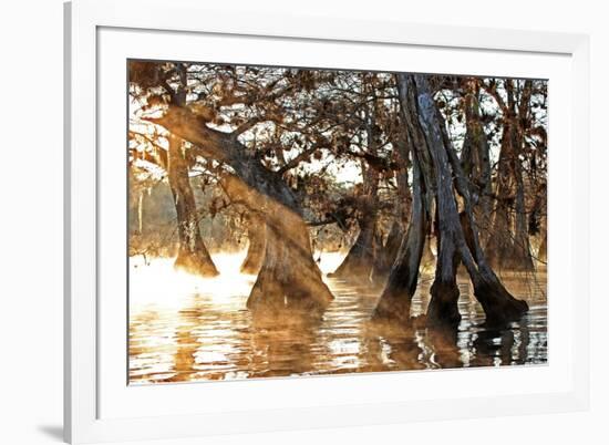 Cypress Creek II-Bruce Nawrocke-Framed Art Print