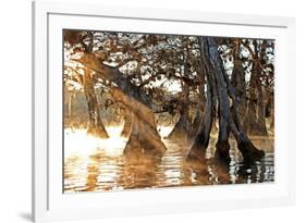 Cypress Creek II-Bruce Nawrocke-Framed Art Print