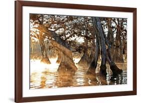 Cypress Creek II-Bruce Nawrocke-Framed Art Print