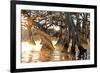 Cypress Creek II-Bruce Nawrocke-Framed Art Print