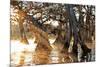 Cypress Creek II-Bruce Nawrocke-Mounted Art Print