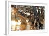 Cypress Creek II-Bruce Nawrocke-Framed Art Print