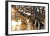 Cypress Creek II-Bruce Nawrocke-Framed Art Print