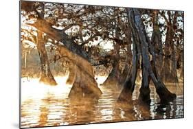 Cypress Creek II-Bruce Nawrocke-Mounted Art Print