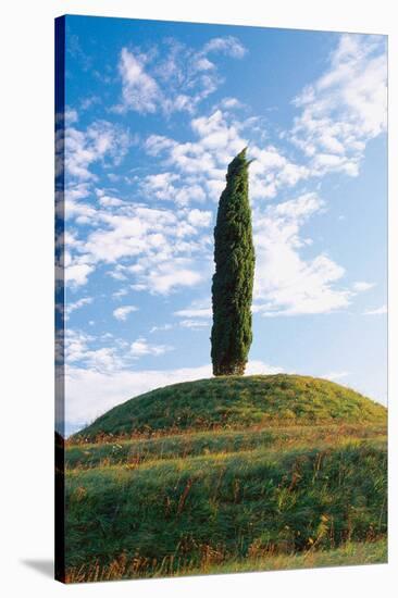 Cypress Friaul Italy-null-Stretched Canvas