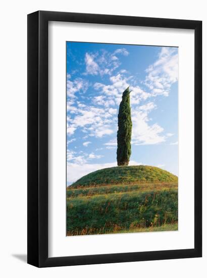 Cypress Friaul Italy-null-Framed Art Print