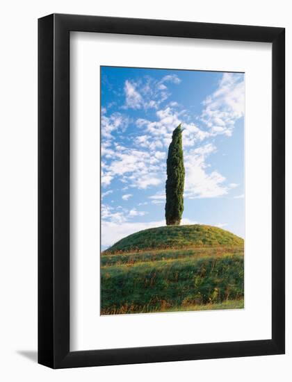 Cypress Friaul Italy-null-Framed Art Print