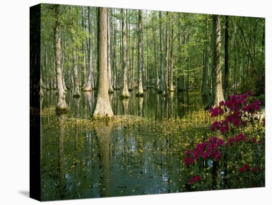 Cypress Gardens in South Carolina-James Randklev-Stretched Canvas