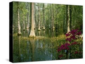 Cypress Gardens in South Carolina-James Randklev-Stretched Canvas