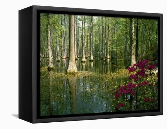 Cypress Gardens in South Carolina-James Randklev-Framed Stretched Canvas