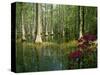 Cypress Gardens in South Carolina-James Randklev-Stretched Canvas