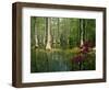 Cypress Gardens in South Carolina-James Randklev-Framed Photographic Print