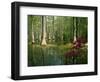 Cypress Gardens in South Carolina-James Randklev-Framed Photographic Print