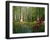 Cypress Gardens in South Carolina-James Randklev-Framed Photographic Print