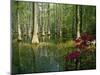 Cypress Gardens in South Carolina-James Randklev-Mounted Photographic Print