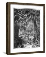 Cypress Grove at Chapultepec, Mexico City, 1877-null-Framed Giclee Print