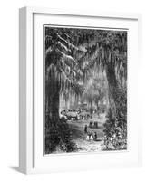 Cypress Grove at Chapultepec, Mexico City, 1877-null-Framed Giclee Print