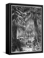 Cypress Grove at Chapultepec, Mexico City, 1877-null-Framed Stretched Canvas