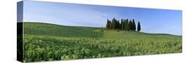 Stretched Canvas