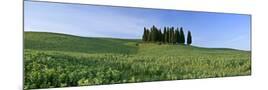 Wood Mount