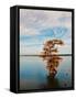 Cypress in Autumn 1-Jai Johnson-Framed Stretched Canvas