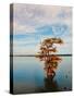 Cypress in Autumn 1-Jai Johnson-Stretched Canvas