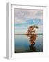 Cypress in Autumn 1-Jai Johnson-Framed Photographic Print