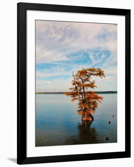 Cypress in Autumn 1-Jai Johnson-Framed Photographic Print