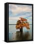 Cypress in Autumn 2-Jai Johnson-Framed Stretched Canvas