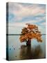 Cypress in Autumn 2-Jai Johnson-Stretched Canvas