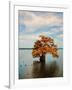 Cypress in Autumn 2-Jai Johnson-Framed Photographic Print