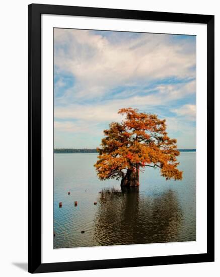 Cypress in Autumn 2-Jai Johnson-Framed Photographic Print