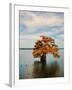 Cypress in Autumn 2-Jai Johnson-Framed Photographic Print