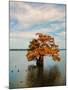 Cypress in Autumn 2-Jai Johnson-Mounted Photographic Print