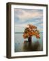 Cypress in Autumn 2-Jai Johnson-Framed Photographic Print